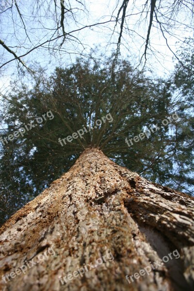 Softwood Tree Giant Sequoia Bark Box Tree