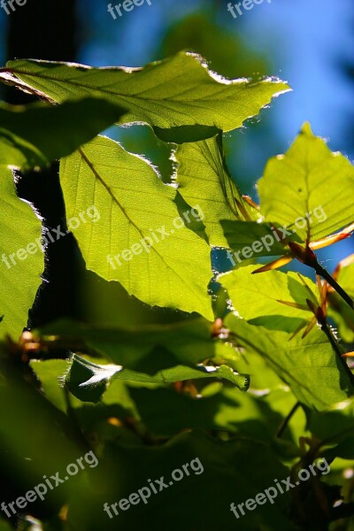 Beech Leaves May Spring Free Photos