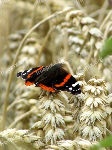 Butterfly Admiral Edelfalter Insect Patch Butterflies