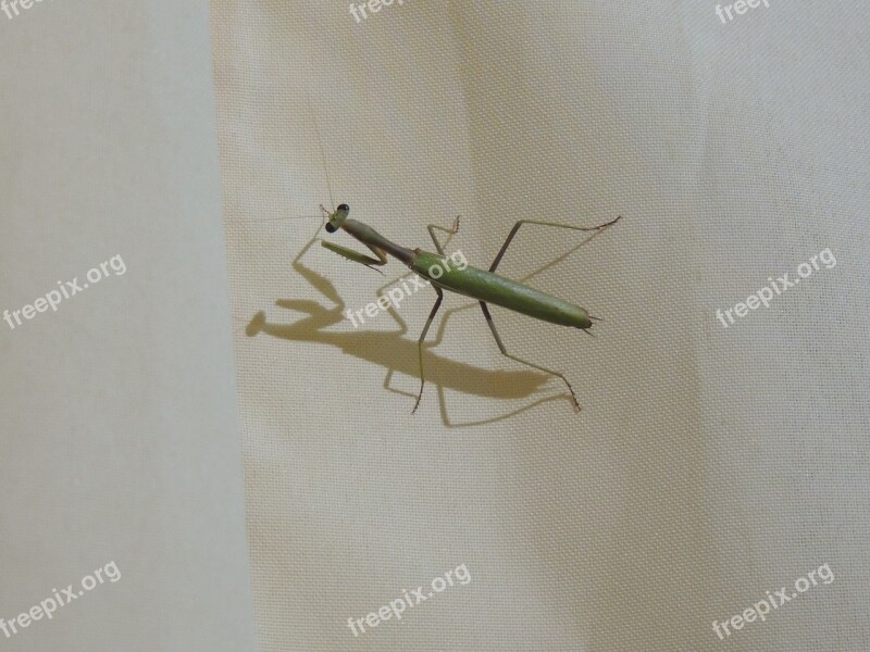 Mantis Religiosa Mantis Bugs Insects Animals