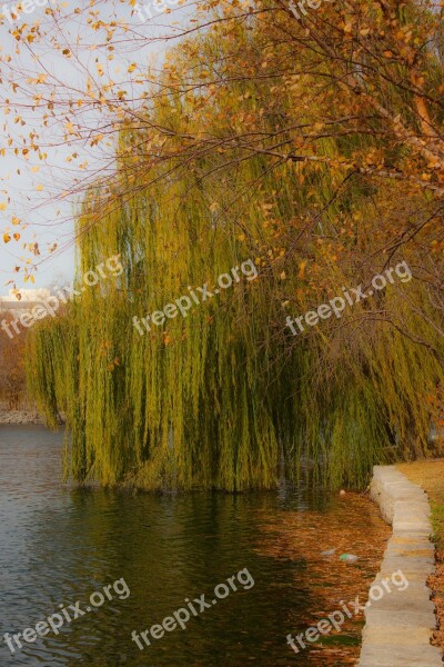 Willow Weeping Willow Tree Water Fall