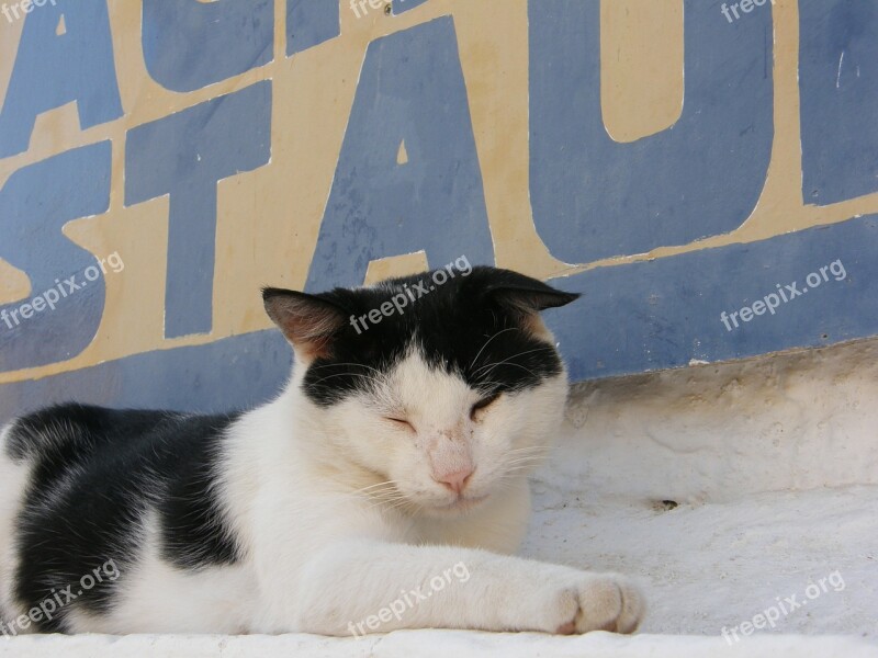 Greece Cat Mood Animal Pet