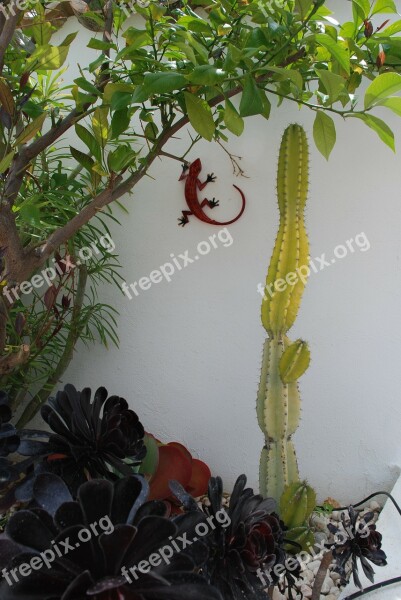 Garden Cactus Courtyard Lizard Spain