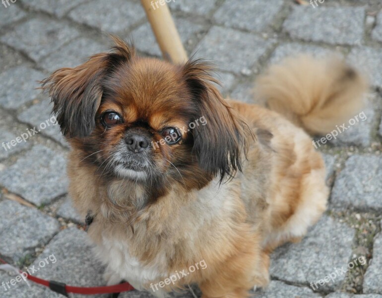 Dog Pekinese Animal Pet Cute