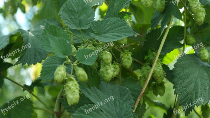 Hops Beer Hopfendolde Brew Green