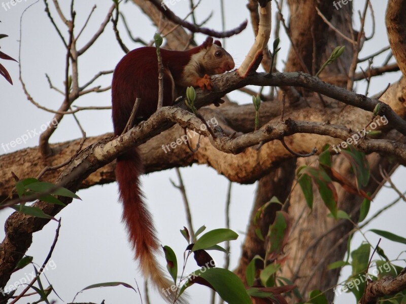 Malabar Giant Squirrel Ratufa Indica Indian Giant Squirrel Karnataka Dandeli