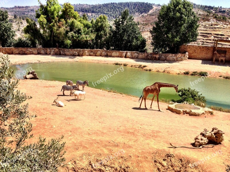 Giraffe Animal Zoo Monkeys South Africa