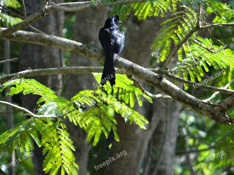 Racket-tailed Drongo Bird Dicrurus Remifer Dandeli Karnataka