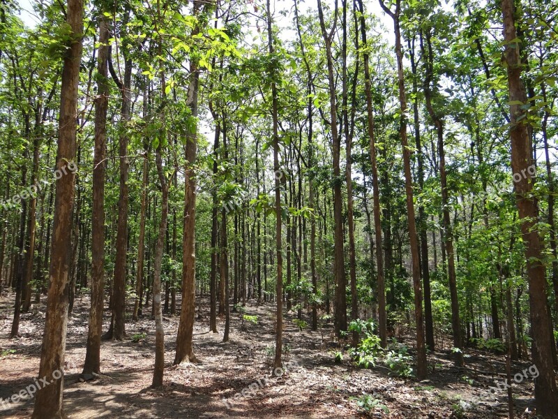 Teak Forests Dandeli Karnataka India Wild