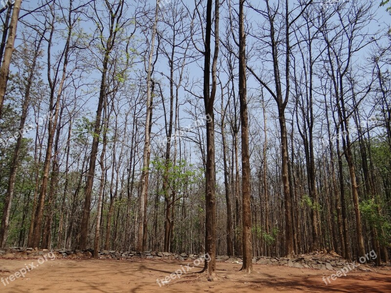 Forests Dandeli Karnataka India Wild