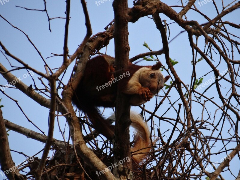 Malabar Giant Squirrel Dandeli Wildlife Karnataka India