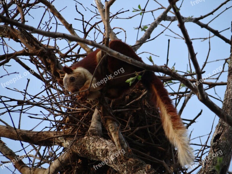 Malabar Giant Squirrel Dandeli Wildlife Karnataka India