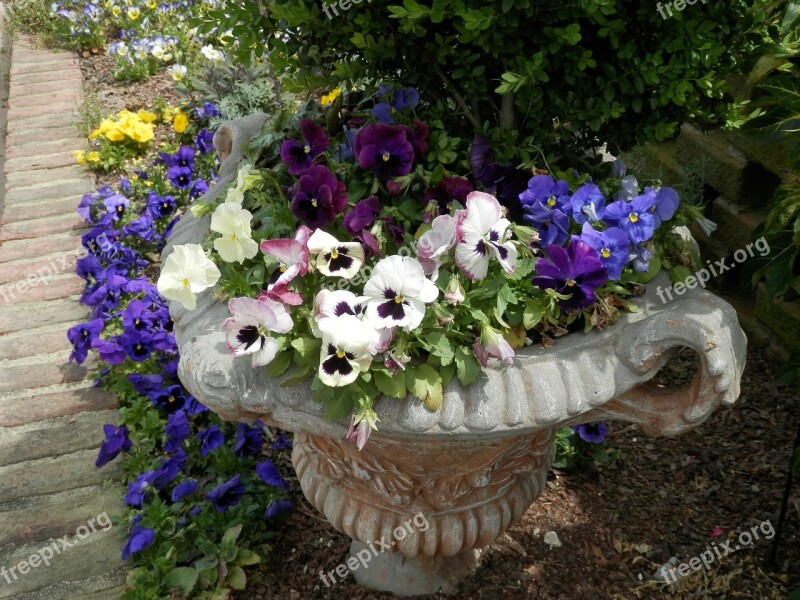 Pansies Garden Planter Concrete Urn Flowers Plants