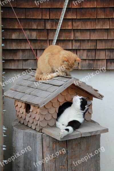 Cat Cute Cat Pet Aviary Animals