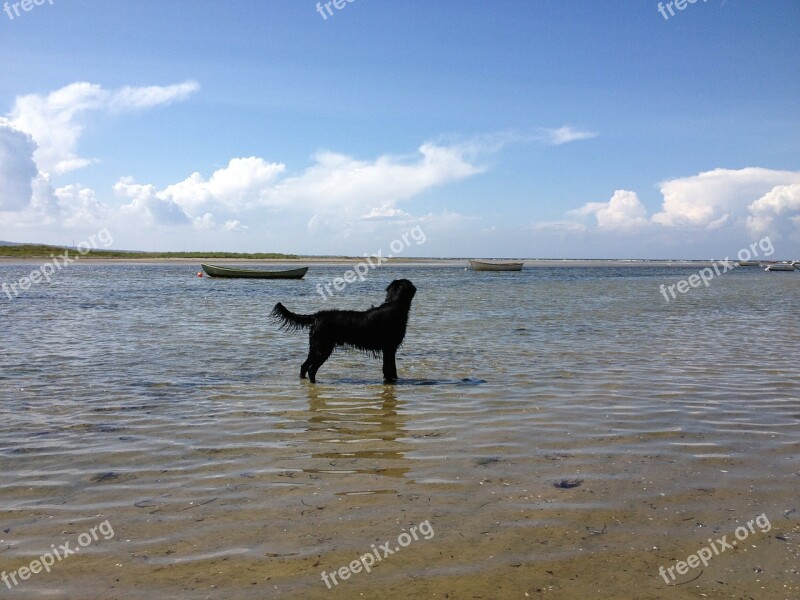 Dog Black Black Dog Water Nature