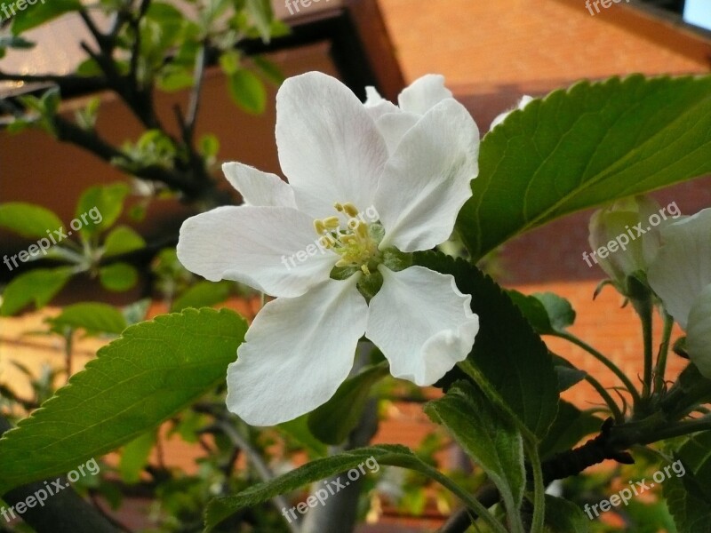 Apple Blossom Apple Tree White Flowers Leaves Kernobstgewaechs