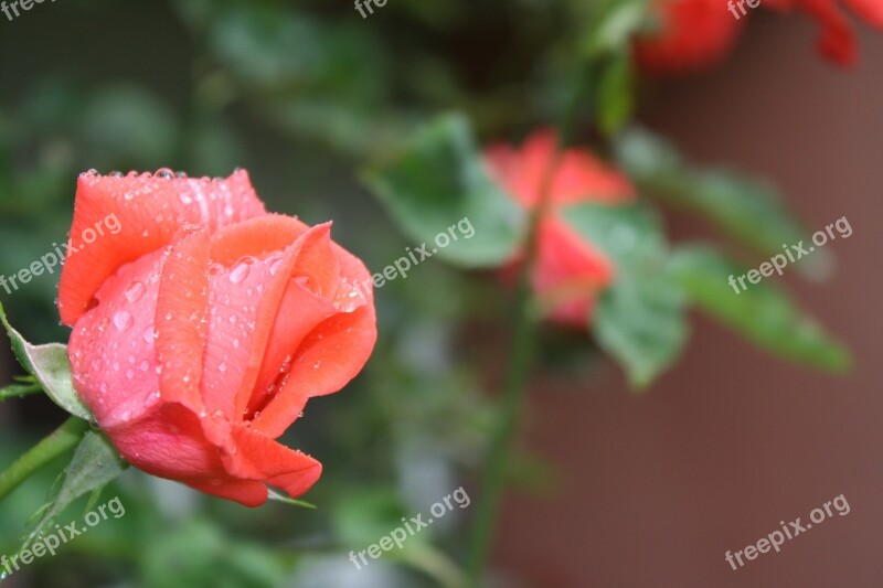 Rose Rain Fresh Free Photos