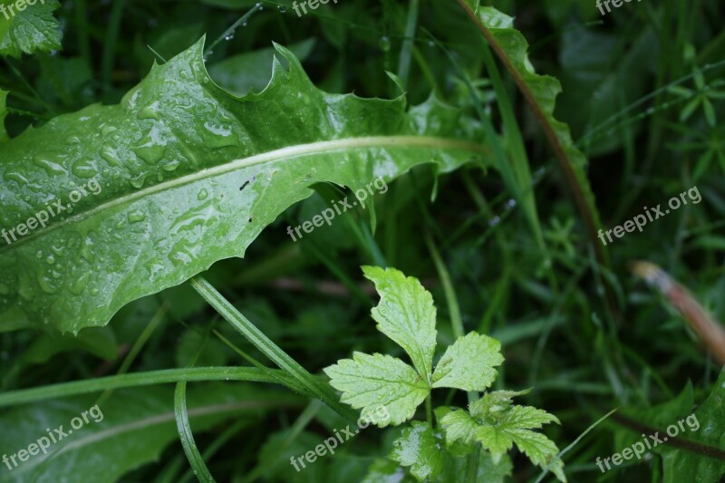 Grass Rain Close Up Free Photos