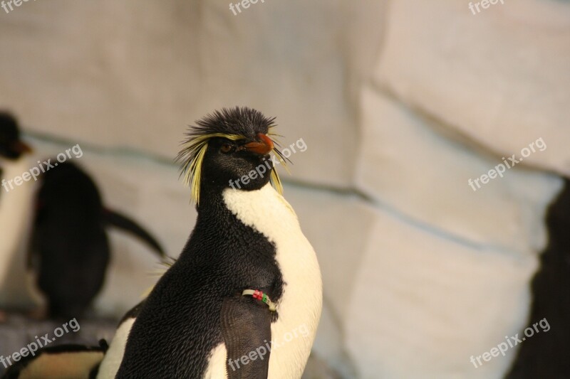 Penguin Rockhopper Penguin Southern Rockhopper Penguin Eudyptes Chrysocome Bird