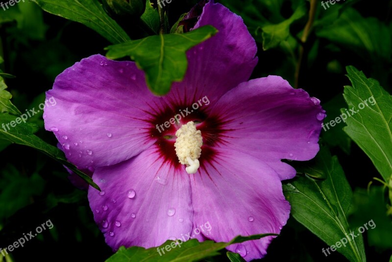 Flower Blossom Bloom Nature Purple