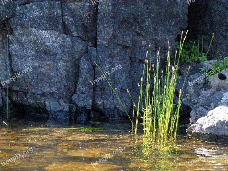 Rocky Shore Line Water Plants Grass