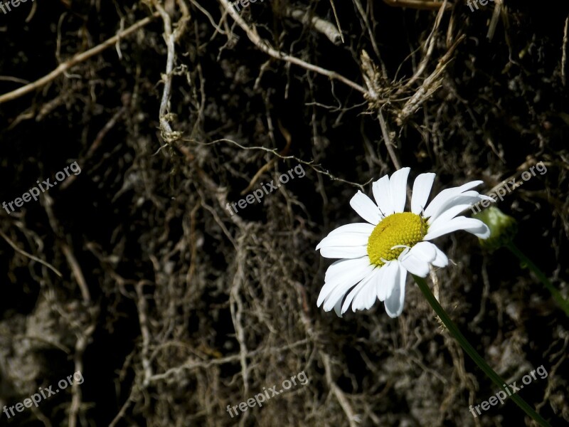 Daisy Flower Wild Flower Meadow Close-up