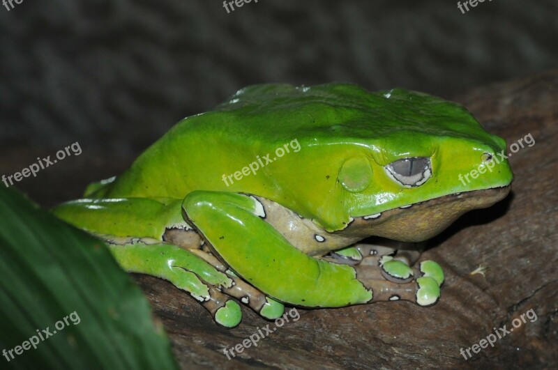 Green Frog Amphibian Creature Frog Pond