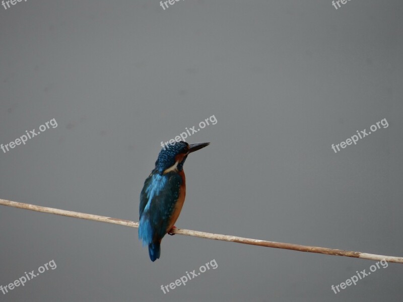 Small Blue Kingfisher Dharwad Sadhankeri Kingfisher Wildlife