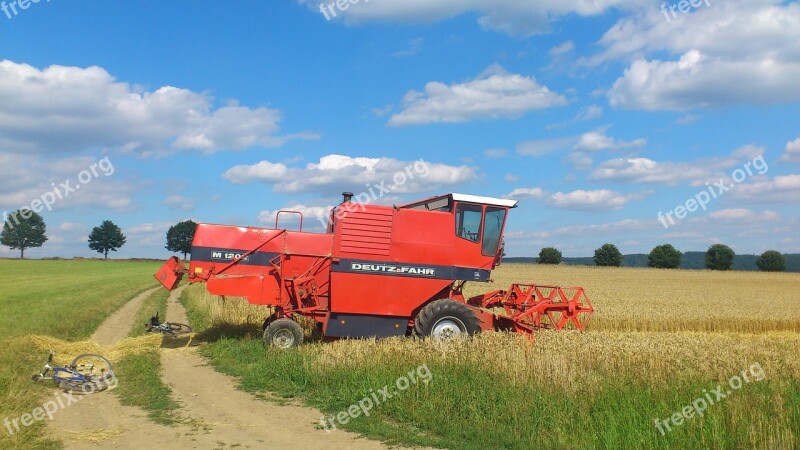 Wheat Wheat Field Wheat Spike Spike Cereals