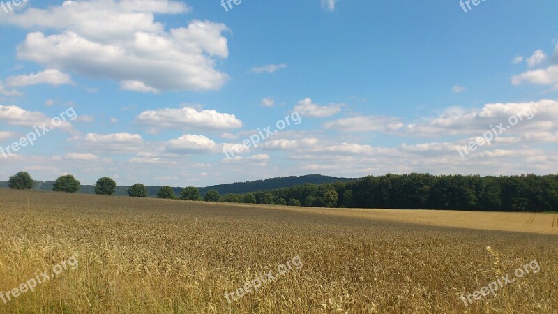 Wheat Wheat Field Wheat Spike Spike Cereals