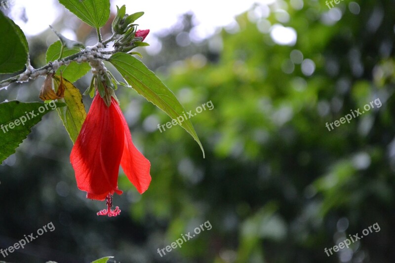 Hibiscus Red Flower Beautiful Blur Calm