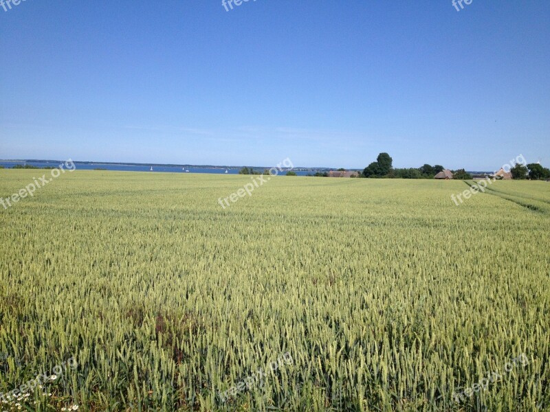 Field Rye Cereals Nature Water