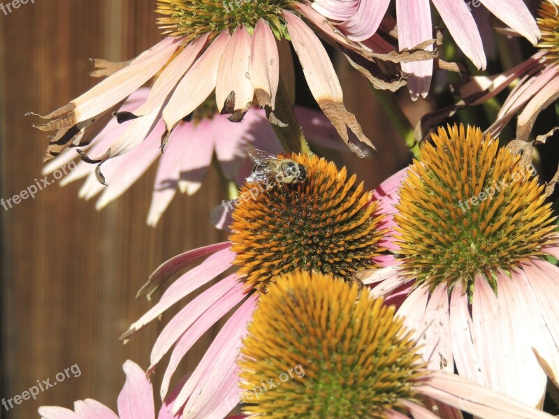 Bee Insect Pollen Yellow Nectar