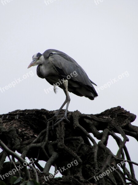 Heron Bird Animals Nature Free Photos