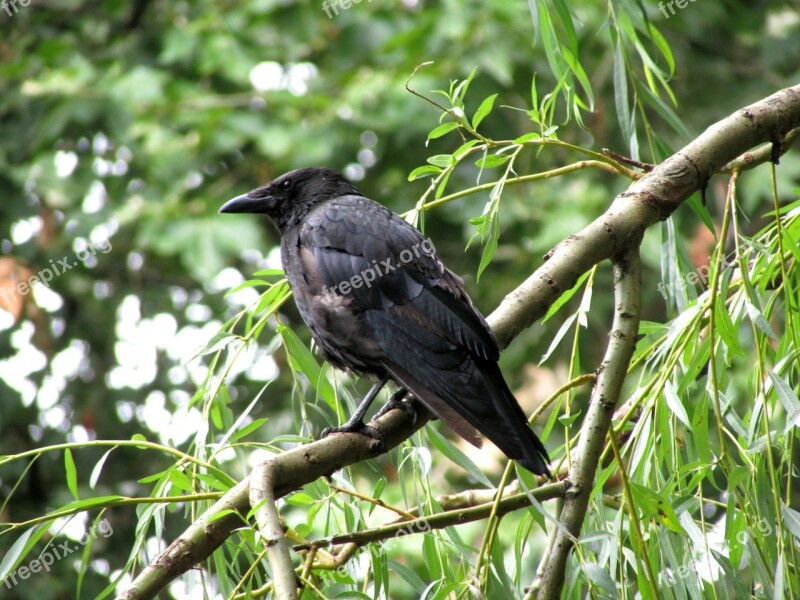 Raven Bird Raven Bird Black Free Photos