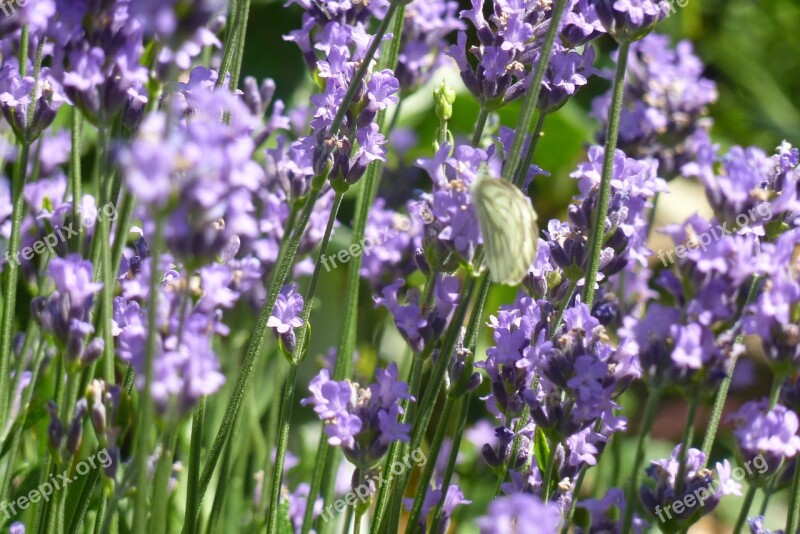 Lavender Fragrance Flowers Purple Free Photos