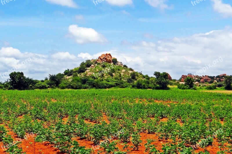 Cultivation Cotton Karnataka Bellary Hills