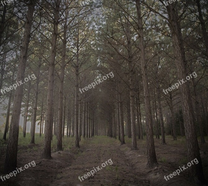 Forest Trees Pine Pine Needles Nature