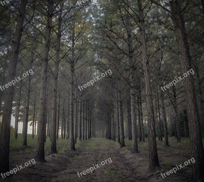 Forest Trees Pine Pine Needles Nature