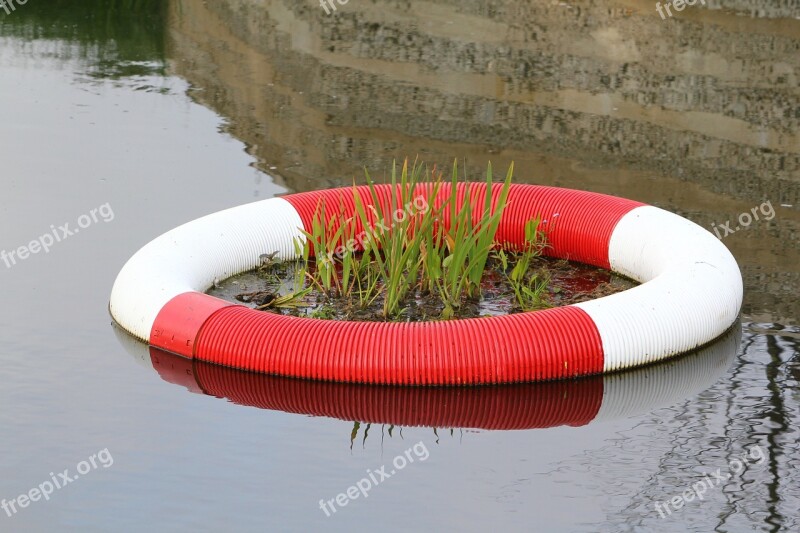 Nature Conservation Lifebelt Aquatic Plant Nature Water