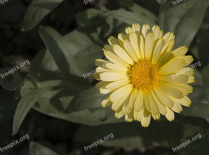 Marigold Flowers Orange Blossom Old World Swallowtail