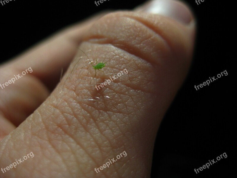 Aphid Insect Pest Bug Close-up