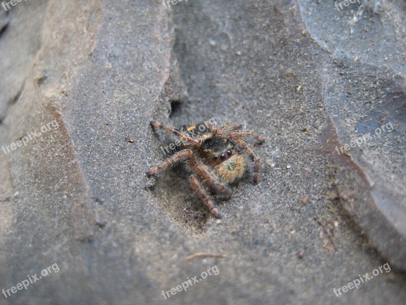 Spider Insect Hairy Web Spider Creepy