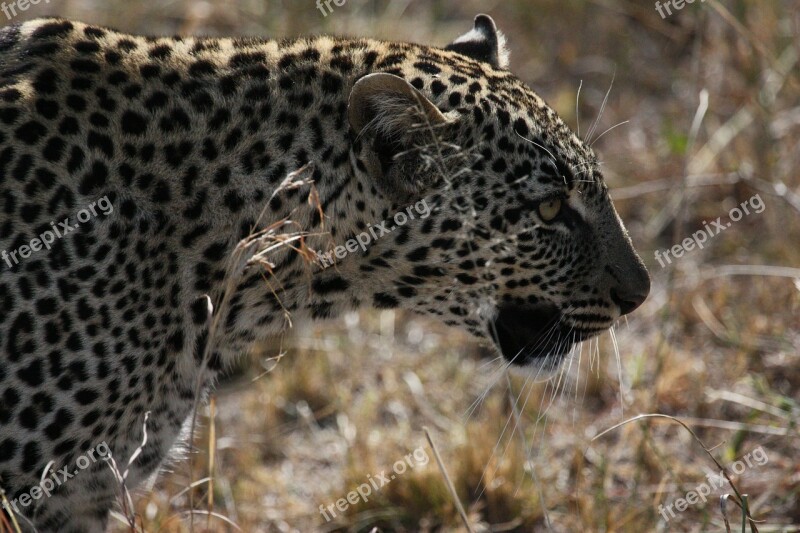 Jaguar Tanzania Big Cat Feline Carnivore