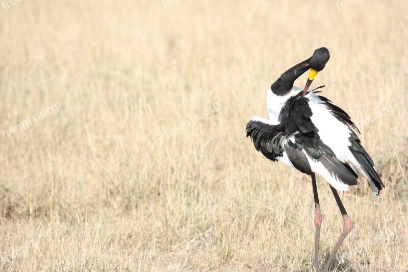 Bird Ruffled Feathers Stork Birds