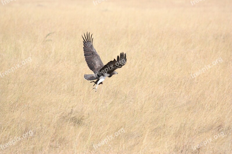 Bird Predator Fly Flying Take Off