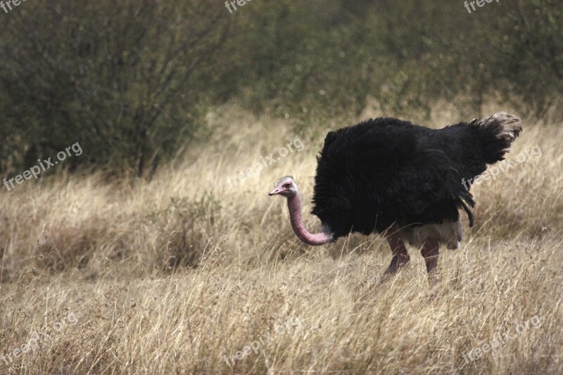 Ostrich Bird Africa South Africa Wild