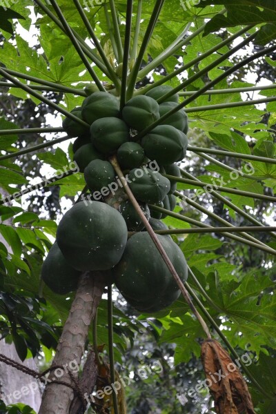 Ceylon Papya Sri Lanka Papaya Fruit Greet Fruit