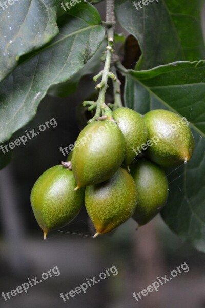 Plum Dubai Plum Green Fruit Fruit Unripe Fruit