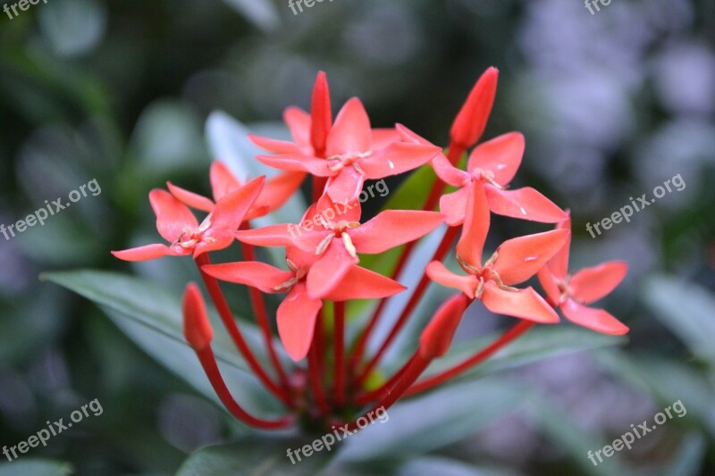 Santan Flower Kanakambaram Flower Red Flower Sri Lanka